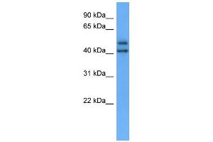 WB Suggested Anti-OPN3 Antibody Titration: 0.