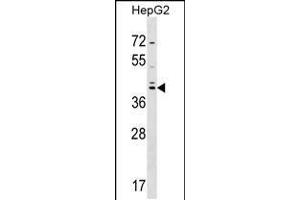 Western blot analysis in HepG2 cell line lysates (35ug/lane). (SOX7 Antikörper  (C-Term))