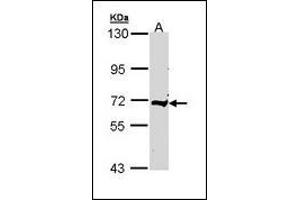 Sample (30 µg of whole cell lysate). (C9 Antikörper)