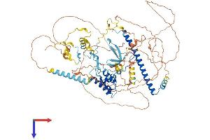 Enhancer of Polycomb Homolog 2 (EPC2) (AA 1-808) protein (His tag)