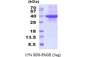 Prohibitin 2 Protein (PHB2) (AA 1-299) (His tag)