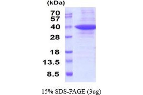 Prohibitin 2 Protein (PHB2) (AA 1-299) (His tag)