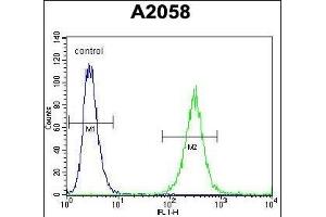 GAB4 Antibody (N-term) (ABIN655462 and ABIN2844990) flow cytometric analysis of  cells (right histogram) compared to a negative control cell (left histogram).