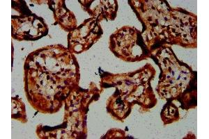 IHC image of ABIN7146688 diluted at 1:300 and staining in paraffin-embedded human placenta tissue performed on a Leica BondTM system. (CHST3 Antikörper  (AA 316-427))