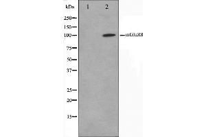 Western blot analysis on mouse brain cell lysate using mGluR8 Antibody,The lane on the left is treated with the antigen-specific peptide. (GRM8 Antikörper  (C-Term))