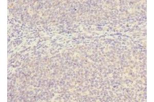 Immunohistochemistry of paraffin-embedded human tonsil tissue using ABIN7169998 at dilution of 1:100 (SLC17A3 Antikörper  (AA 1-125))