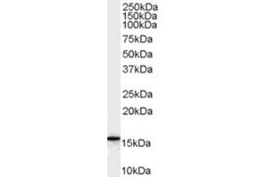 Image no. 1 for anti-Arachidonate 5-Lipoxygenase-Activating Protein (ALOX5AP) (Internal Region) antibody (ABIN374740) (ALOX5AP Antikörper  (Internal Region))
