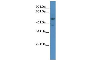 WB Suggested Anti-Hmx3 Antibody Titration:  0. (HMX3 Antikörper  (Middle Region))