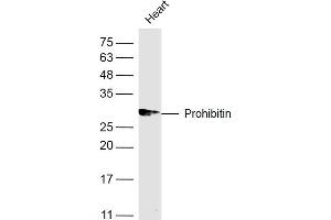 Mouse heart lysates probed with Prohibitin Polyclonal Antibody, Unconjugated  at 1:500 dilution and 4˚C overnight incubation. (Prohibitin Antikörper  (AA 171-272))