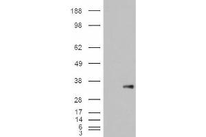 Image no. 2 for anti-WNT1 Inducible Signaling Pathway Protein 1 (WISP1) (C-Term) antibody (ABIN374896) (WISP1 Antikörper  (C-Term))