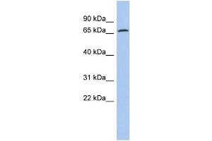 WB Suggested Anti-PDIA4 Antibody Titration:  0. (PDIA4 Antikörper  (N-Term))