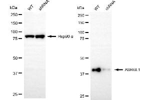 Western blotting analysis using ASRGL1 antibody (ABIN7797661). (ASRGL1 Antikörper)