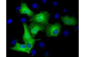 Anti-TUBA3E mouse monoclonal antibody (ABIN2453754) immunofluorescent staining of COS7 cells transiently transfected by pCMV6-ENTRY TUBA3E (RC209279). (TUBA3E Antikörper)