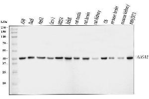 Western blot analysis of AHA1/AHSA1 using anti-AHA1/AHSA1 antibody (ABIN7600708).