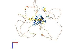 SOX8 Protein (AA 1-464) (His tag)