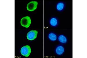 Immunofluorescence (IF) image for anti-Tumor Necrosis Factor Receptor Superfamily, Member 14 (TNFRSF14) antibody (ABIN7072470)