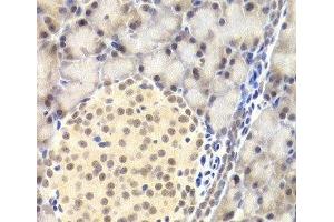 Immunohistochemistry of paraffin-embedded Rat pancreas using PAWR Polyclonal Antibody at dilution of 1:200 (40x lens). (PAWR Antikörper)
