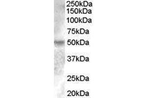 Western Blotting (WB) image for Estrogen-Related Receptor gamma (ESRRG) peptide (ABIN369796) (Estrogen-Related Receptor gamma (ESRRG) Peptid)