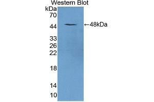 Detection of Recombinant TRDN, Mouse using Polyclonal Antibody to Triadin (TRDN) (Triadin Antikörper  (AA 344-693))