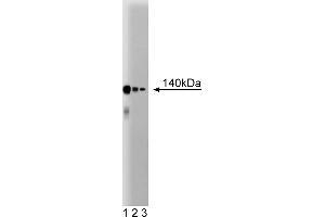 Western Blotting (WB) image for anti-CCCTC-Binding Factor (Zinc Finger Protein) (CTCF) (AA 184-290) antibody (ABIN968758)