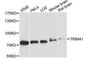 Western blot analysis of extracts of various cell lines, using TRIM41 antibody. (TRIM41 Antikörper)