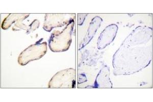 Immunohistochemistry analysis of paraffin-embedded human placenta, using CDC37 (Phospho-Ser13) Antibody.