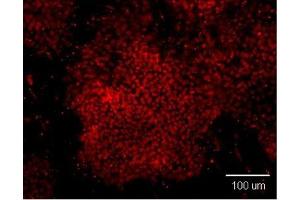 Immunofluorescence analysis of paraformaldehyde-fixed human embryonic stem cell, using OCT3/4 antibody at 1:100 dilution.