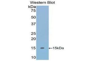 Western Blotting (WB) image for anti-Transforming Growth Factor, beta 1 (TGFB1) (AA 279-390) antibody (ABIN1078600) (TGFB1 Antikörper  (AA 279-390))