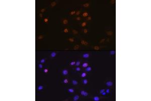 Immunofluorescence analysis of NIH-3T3 cells using Phospholipid Phospholipid Scramblase 1 (PLSCR1) (PLSCR1) Rabbit mAb (ABIN7269354) at dilution of 1:100 (40x lens).