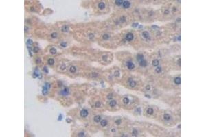 IHC-P analysis of Mouse Tissue, with DAB staining. (AZGP1 Antikörper  (AA 178-307))