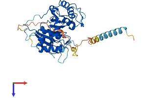 ST3GAL2 Protein (AA 1-350) (His tag)