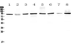 Western Blotting (WB) image for anti-SUMO1 Activating Enzyme Subunit 2 (UBA2) (AA 449-564) antibody (ABIN5692937)