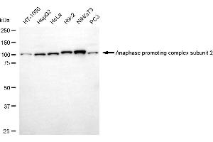 Western blotting analysis using anaphase promoting complex subunit 2 antibody (ABIN7797597). (ANAPC2 Antikörper)