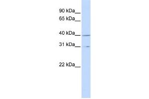 Western Blotting (WB) image for anti-Cyclin H (CCNH) antibody (ABIN2460141) (Cyclin H Antikörper)