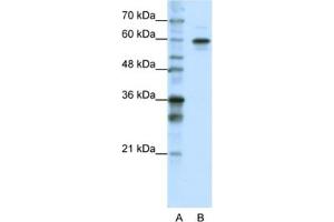 Western Blotting (WB) image for anti-Heterogeneous Nuclear Ribonucleoprotein L-Like (HNRPLL) antibody (ABIN2462327) (HNRPLL Antikörper)