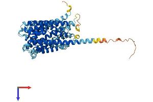 ANKH Protein (AA 1-492) (His tag)