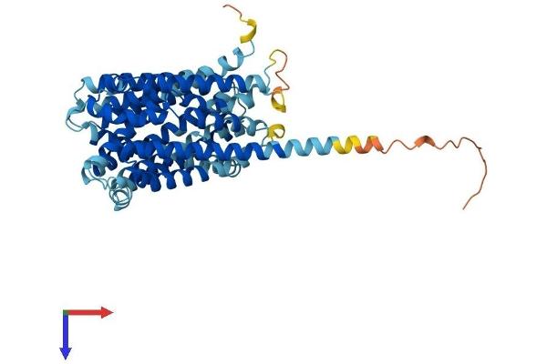 ANKH Protein (AA 1-492) (His tag)