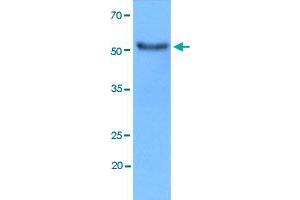 Western blot analysis of MCF7 cell lysate using HEXA monoclonal antibody, clone AT20F1  at 1:3000 dilution. (Hexosaminidase A Antikörper  (AA 89-529))