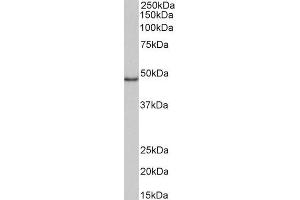 ABIN5539819 (1µg/ml) staining of Daudi lysate (35µg protein in RIPA buffer). (CD40 Antikörper  (Internal Region))