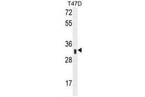 Western blot analysis of IFI35 Antibody (N-term) Cat. (IFI35 Antikörper  (N-Term))