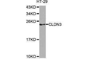 Western blot analysis of extracts of HT-29 cell line, using CLDN3 antibody. (Claudin 3 Antikörper)