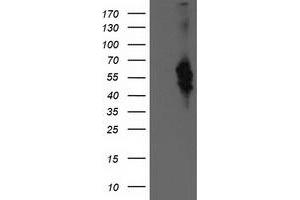 Western Blotting (WB) image for anti-Bestrophin 3 (BEST3) antibody (ABIN1501730) (Bestrophin 3 Antikörper)