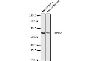 Western blot analysis of extracts of various cell lines, using RUNX2 antibody (ABIN7270117) at 1:500 dilution. (RUNX2 Antikörper)