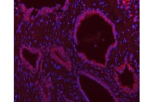 anti-SCO1 Cytochrome C Oxidase Assembly Protein (SCO1) (AA 21-301) antibody