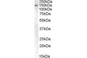 Western Blotting (WB) image for anti-SUMO1/sentrin Specific Protease 6 (SENP6) (AA 778-790) antibody (ABIN303910) (SENP6 Antikörper  (AA 778-790))
