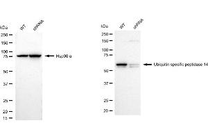 Western blotting analysis using Ubiquitin specific peptidase 14 antibody (ABIN7800727). (Rekombinanter USP14 Antikörper)