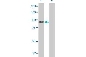 Western Blotting (WB) image for anti-Hepatocyte Growth Factor (Hepapoietin A, Scatter Factor) (HGF) (AA 1-728) antibody (ABIN516424)