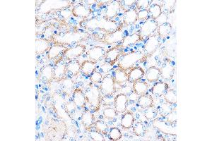 Immunohistochemistry of paraffin-embedded Mouse kidney using PDXP Rabbit pAb (ABIN7269758) at dilution of 1:100 (40x lens).
