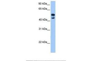 Image no. 1 for anti-Deformed Epidermal Autoregulatory Factor 1 (Drosophila) (DEAF1) (AA 38-87) antibody (ABIN6737874) (DEAF1 Antikörper  (AA 38-87))