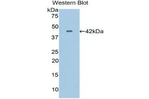Western Blotting (WB) image for anti-Crystallin, lambda 1 (CRYL1) (AA 24-232) antibody (ABIN3201770) (CRYL1 Antikörper  (AA 24-232))